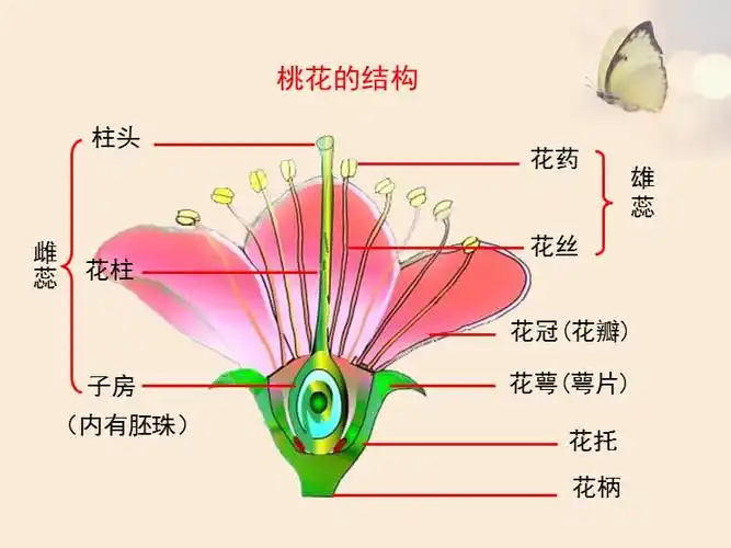 《花的结构和类型》课件.ppt
