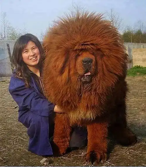 比人还大的狗小型犬,中型犬,大型犬,每个饲主各有偏好,不过这种超大型