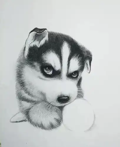 那些令你心动的手绘宠物瞬间——哈士奇