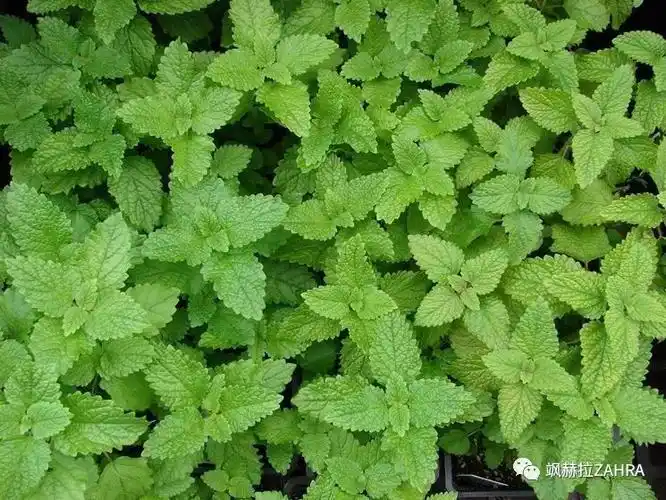 香蜂草救心的年度风云草