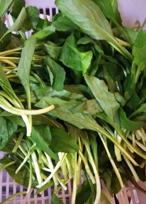 清洗干净的马兰头野菜.