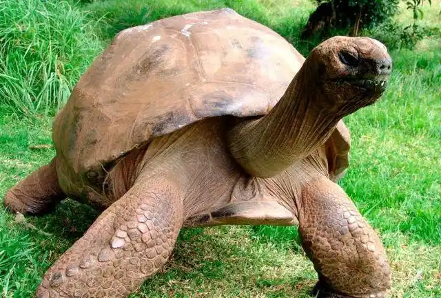 陆地上现存年龄最大的动物是一同性龟已收录吉尼斯世界纪录