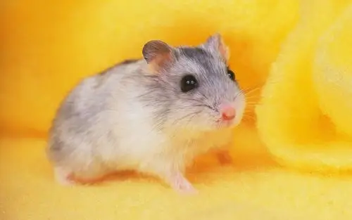 超级可爱萌宠小仓鼠桌面高清壁纸