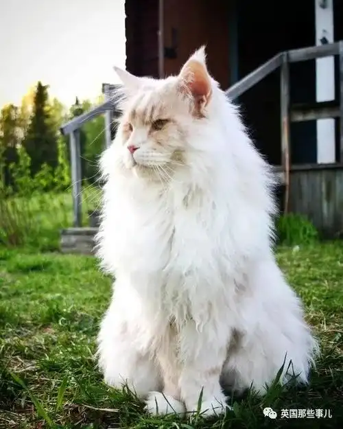 这只发量超浓密的巨型缅因猫,简直是男友理想型啊