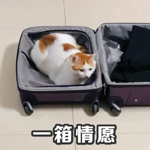 萌宠喵星人一厢情愿行李箱呆萌可爱gif动图_动态图_表情包下载_soogif