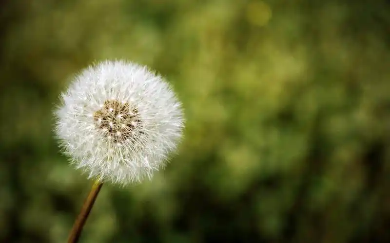 菊科植物蒲公英盛开的图片桌面壁纸