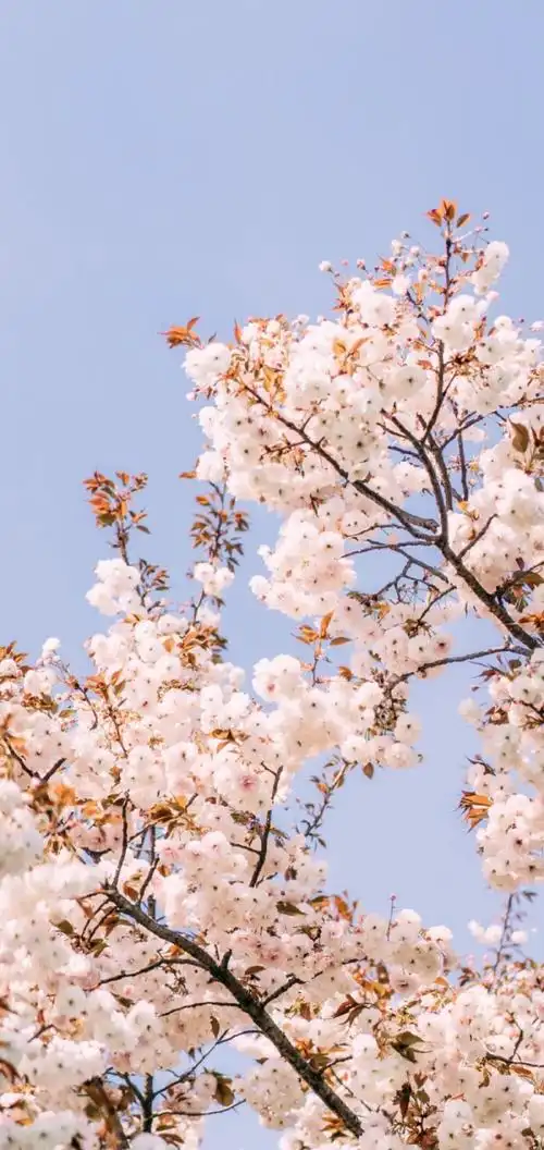 675008· 没有人可以回到过1000_2111竖版 竖屏