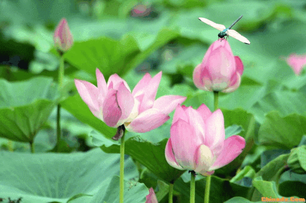 早有蜻蜓立上头小荷才露尖尖角