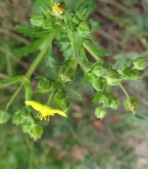 菊叶委陵菜磴口群体
