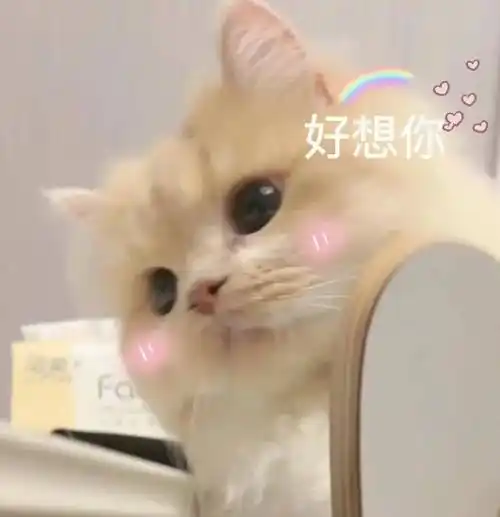 后台回复"表情包"获取更多最新猫咪表情包,每天12点更新