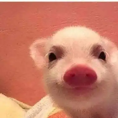真小猪头像图片大全