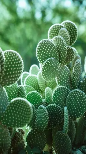 养眼绿植的仙人掌