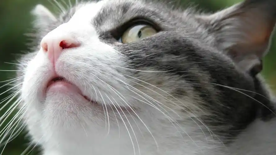 可爱猫咪壁纸图片(5)-qq壁纸网