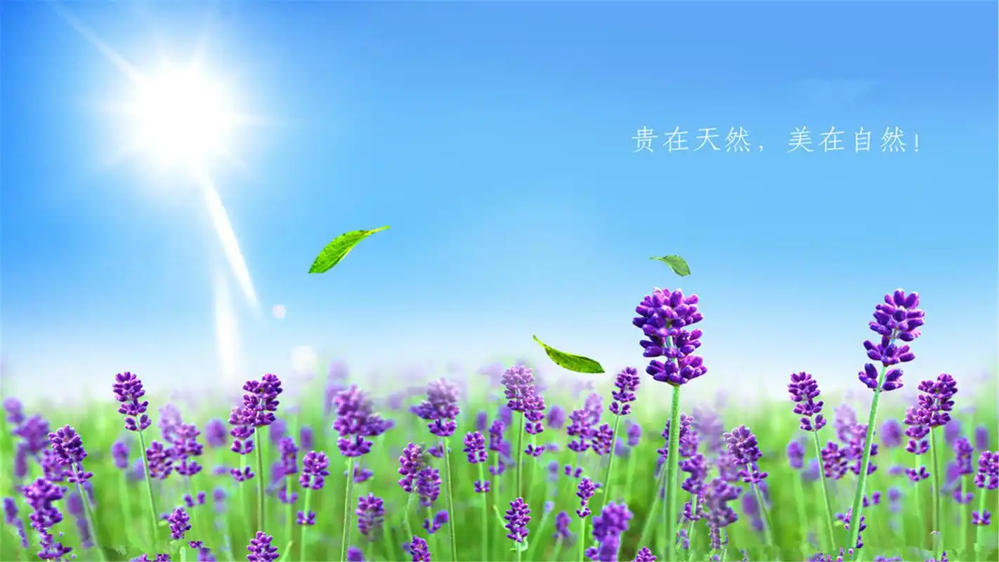 浪漫梦幻薰衣草美景高清桌面壁纸