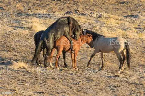 动物世界交配之牛与马 - 搜狗英文