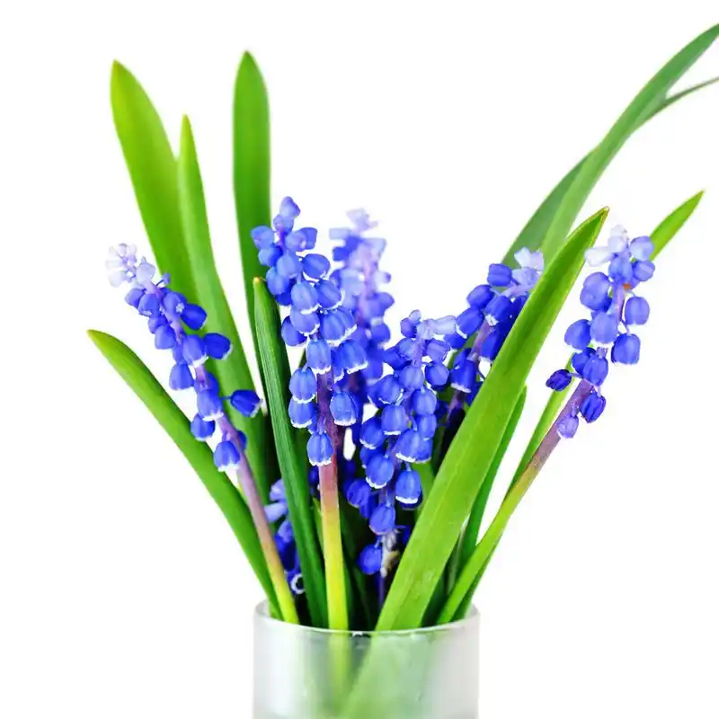 蓝风信子,在春天盛开的蓝色风信子