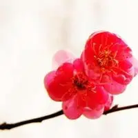 美丽的红梅花头像图片_微信头像图片大全