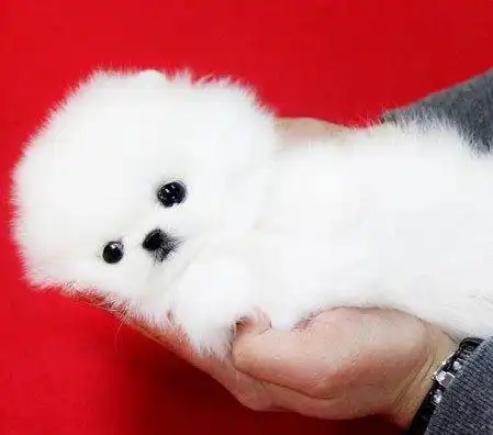 小型小狗茶杯袖珍宠物狗纯种活体博美