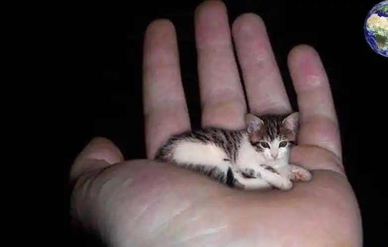 所以世界上体型最小的茶杯猫毋庸置疑就是世界上最萌的猫咪