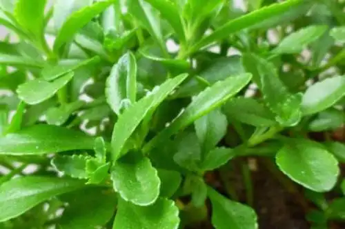 痒痒草图片及功效