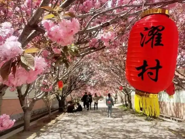 梨乡花语浪漫濯村莱阳第九届濯村樱花文化节开幕