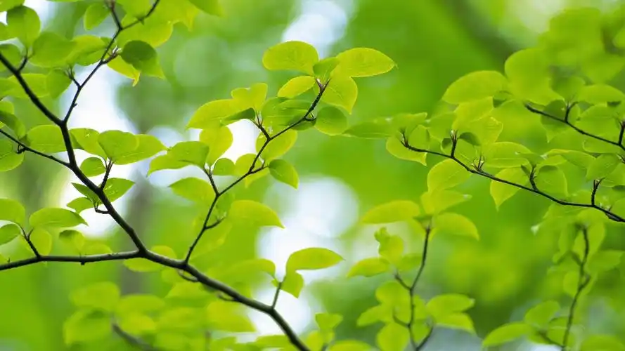 安卓(android)小清新 护眼壁纸 绿色高清手机壁纸免费下载,安心市场