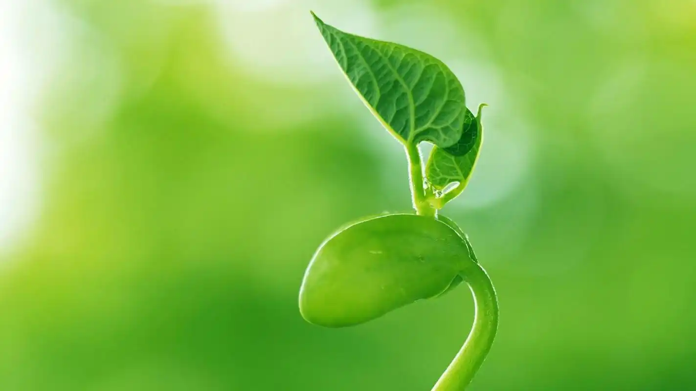 认知是指个体的知觉,思考,推理等一系列心智处理活动