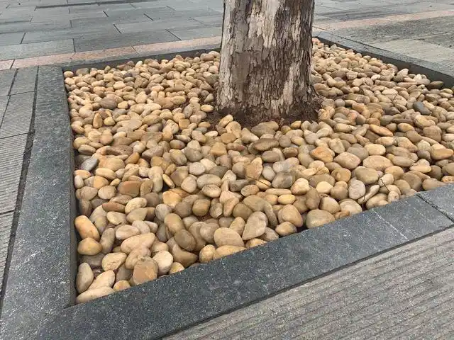 淄博高新区多样化整治树穴 打造"一景一特色"