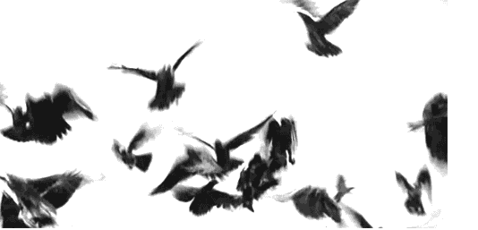 【工薪鸽友怎样拍鸽才经济划算】_鸽子