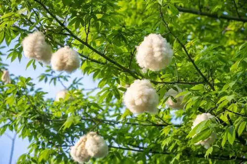 夏天飘落的异木棉花絮