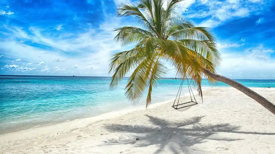 孤独的棕榈树,秋千,海滩,海 5120x2880 uhd 5k 高清壁纸, 图片, 照片