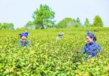 南京雨花茶为媒文化农业助力乡村振兴