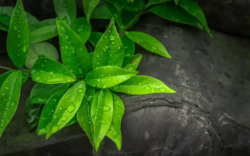 绿色护眼小清新图片桌面壁纸