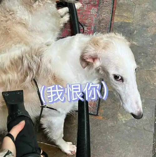 给大冤种洗澡 06我真的谢谢0599#苏俄猎狼犬  #我家宠物好可爱