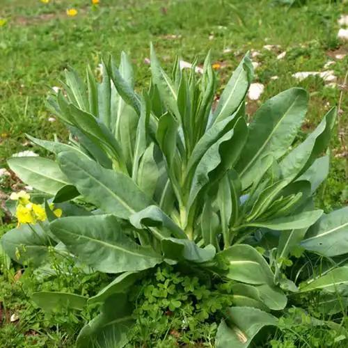 板蓝根种籽苗大青叶中药药材板兰根植物菘蓝四季春季蔬菜种子