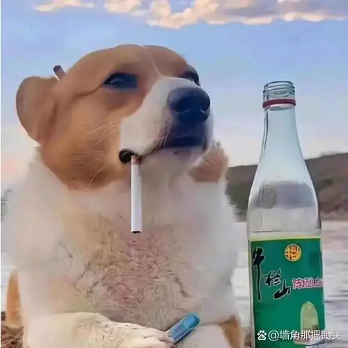 幽默感满满,狗狗也有它的"小资"时刻呢!#热点引擎计划