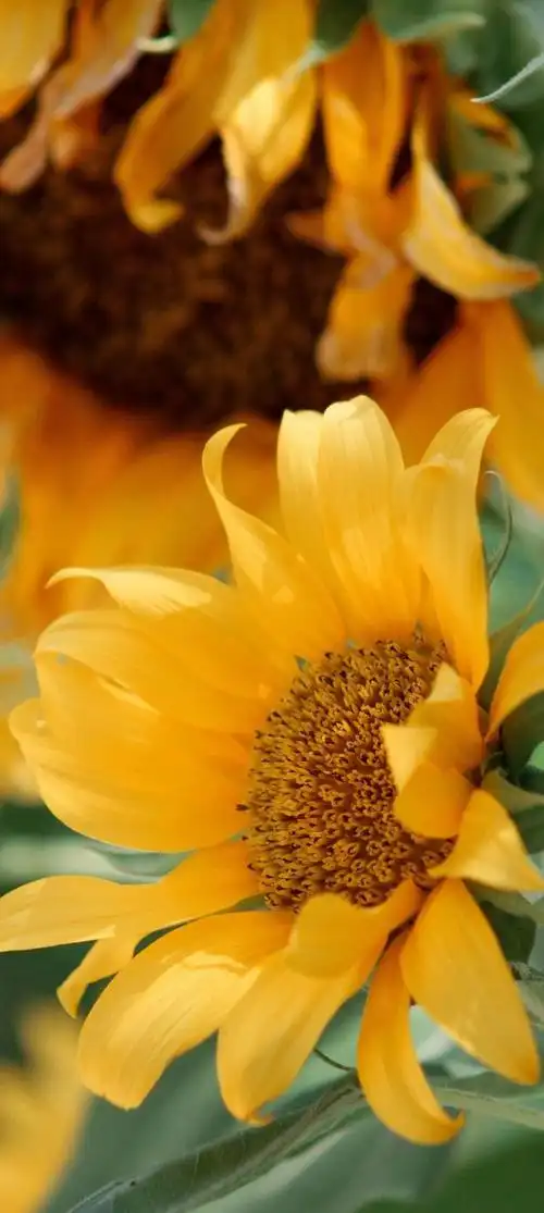 意境唯美玫瑰花壁纸(唯美花朵治愈你的内心)(134)