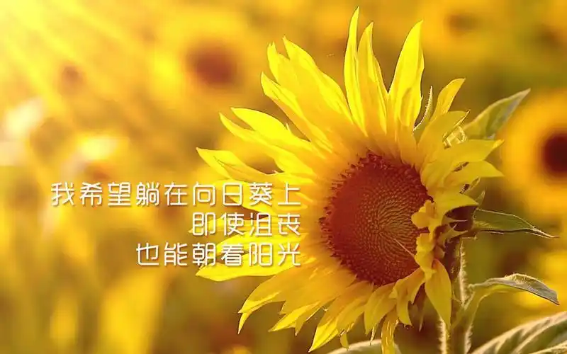 向日葵人生,锁屏图片,高清手机壁纸,风景-回车桌面