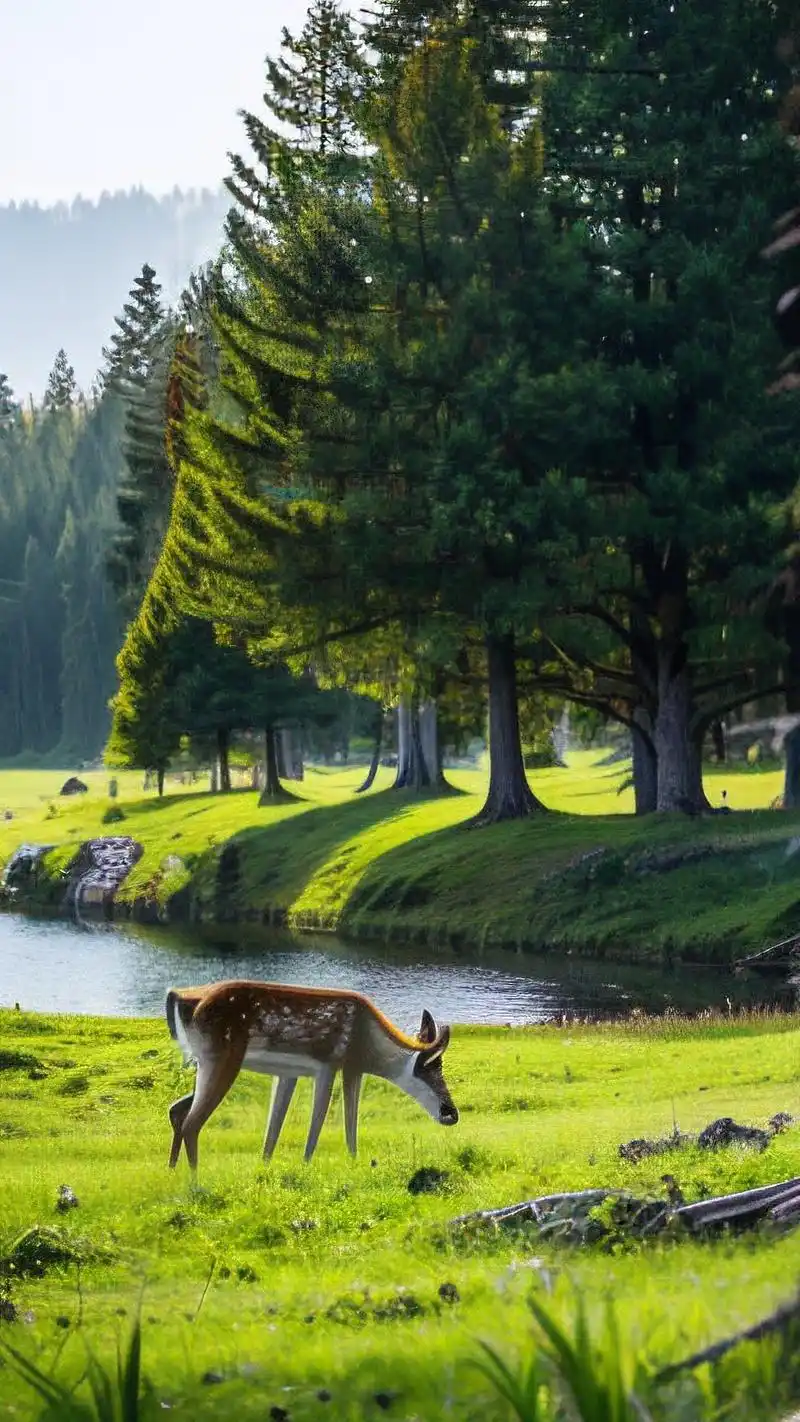 99绿色森林高清壁纸全屏赏析95