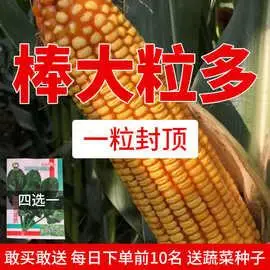 高产玉米种子大全苞米种南北方新品种矮杆大棒抗倒抗病虫杂交批发