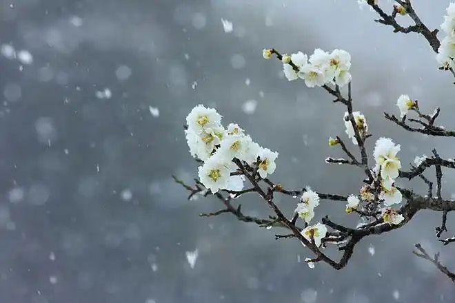 梅花傲雪/程莘雅