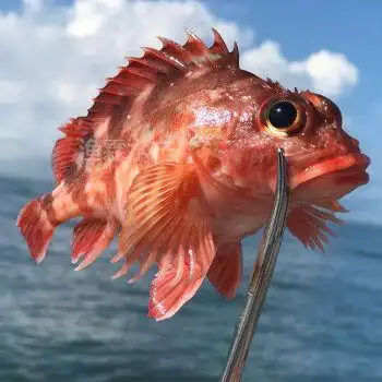 石翁鱼新鲜石九公海鲜水产佑达嘉怡购买2斤约4050条