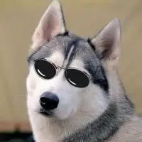 戴眼镜的哈士奇头像 可爱卖萌戴眼镜的哈士奇图片