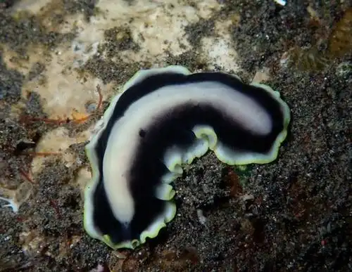 海扁虫,多彩又神秘的海生物