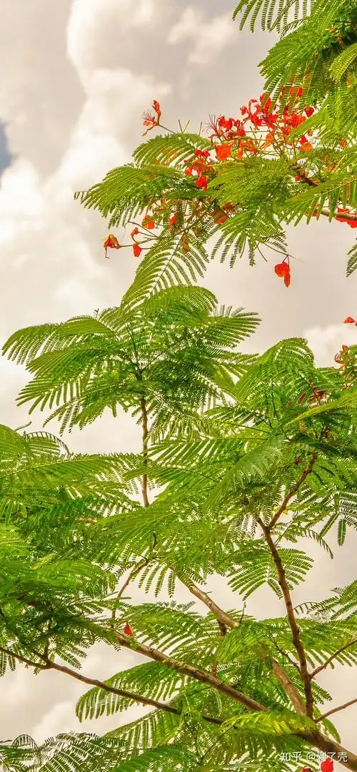 有没有绿色系的好看的壁纸