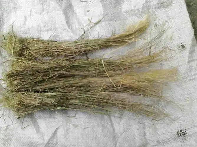 野生无硫 金丝草 猫毛草500g 2斤包邮