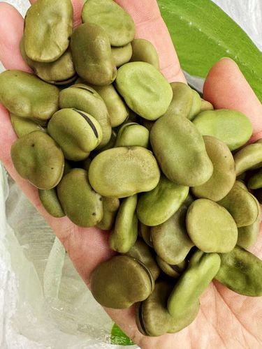 芗苒蚕豆种子四季食用菜种籽 蚕豆种子一斤