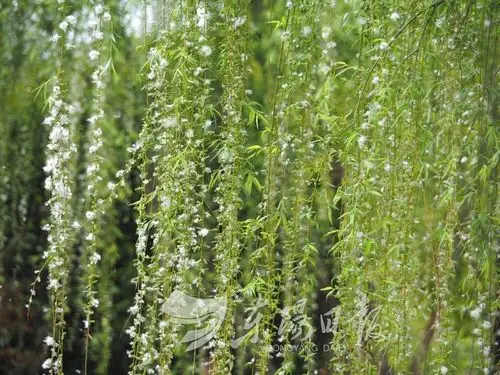 柳絮纷飞宛如四月飘雪美腻了
