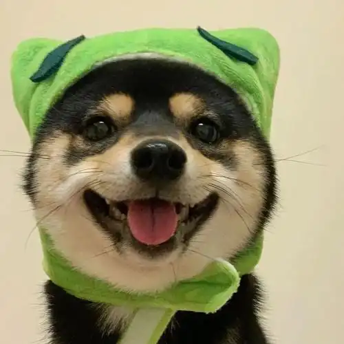 萌宠头像丨可可爱爱的修狗 - 知乎