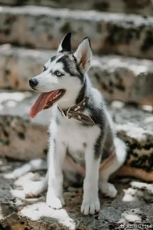 壁纸 动物 狗 狗狗 690_1035 竖版 竖屏 手机